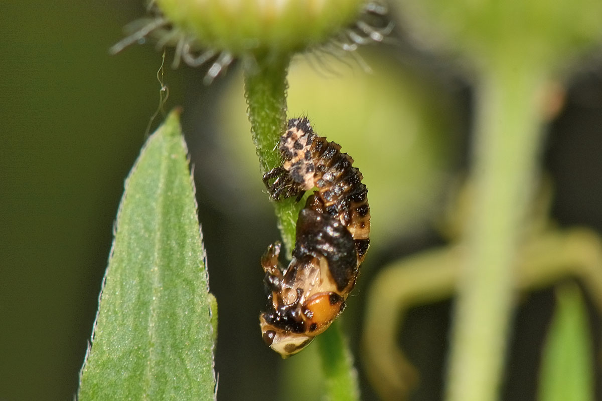 Metamorfosi di Hippodamia variegata, Coccinellidae